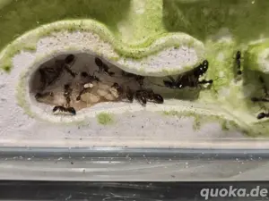 Camponotus rufipes Q1 25+W