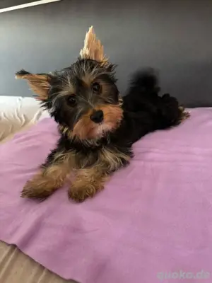 Noch 1 Zwerg Yorkshire Terrier Welpe