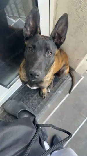 Belgischer Schäferhund 