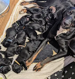 Hundewelpen Bernersennen Labrador 