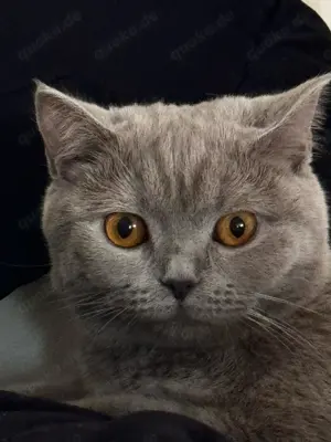 Britisch kurzhaar katze sehr brav stubenrein und süß