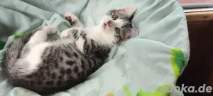 Edelmix  Kitten  Katzenbabys  Heilige Birma & EKH Bild 4