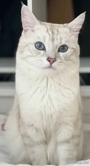 britisch kurzhaar kitten Bild 3