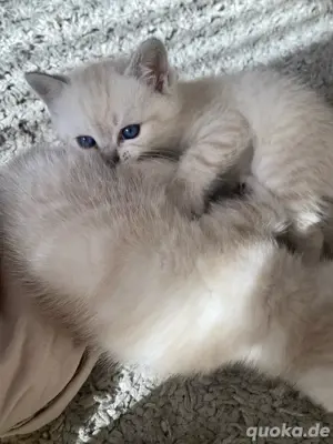 britisch kurzhaar kitten Bild 2