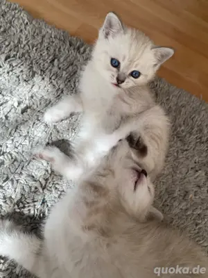 britisch kurzhaar kitten