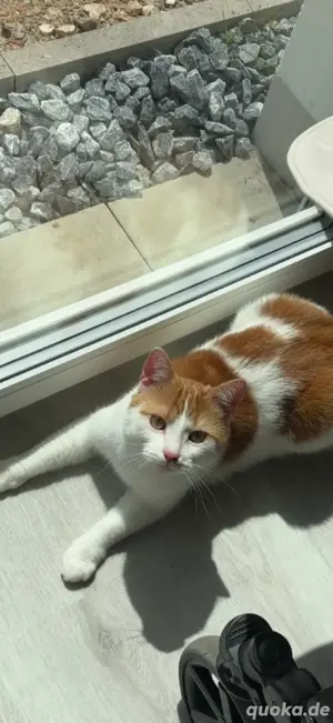 Verspielter Kater Jack Sparrow (2 J.) sucht liebevolles Zuhause   