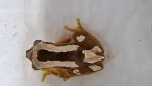 Verschiedene Froscharten abzugeben 