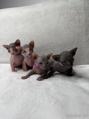 Sphynx Kitten mit Stammbaum