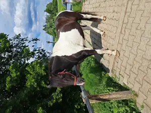Suche Reitbeteiligung für mein Pferd