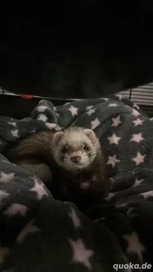 Zwei Frettchen Weibchen 