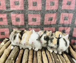Zwergkaninchen Babys Farbenzwerge 