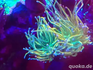 euphyllia holy grail ableger meerwasser korallen 