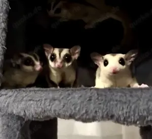 Sugar Glider Mosaic (w) Sonderpreis bis ( siehe Text )