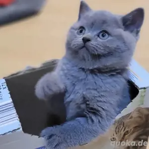 BKH Kitte 
