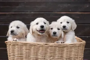 Reinrassige Golden Retriever Welpen 
