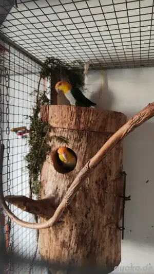 Grünschenkel Rostkappenpapageien Pärchen