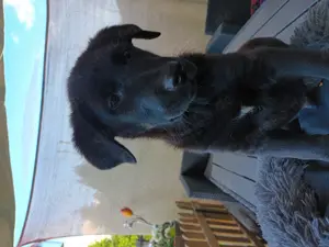 Schäferhund-Labradorwelpe 