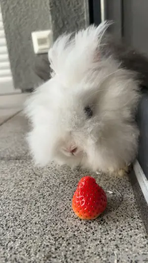 Zwergkaninchen 