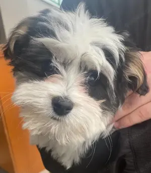 Zuckersüßer Biewer Yorkie Welpe sucht liebevolles Zuhause