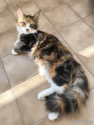 Liebes Maine Coon Mädchen 