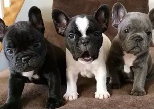 Französische Bulldoggen Welpen 