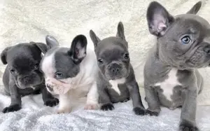 Französische Bulldoggen Welpen 