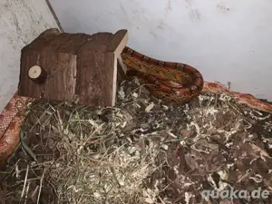 verkaufe 3kornnattern
