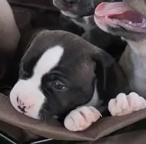 American Bully XL Welpen 