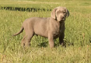 Labrador Welpen mit Ahnentafel abgabebereit 