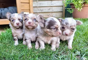Chihuahua - Welpen aus liebevoller Familienaufzucht 