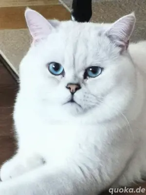Deckkater Bg.A mit blauen Augen