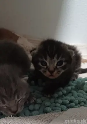 Heilige Birma Mix Kitten - Besichtigung möglich ab 31.05.