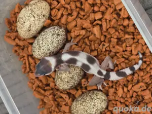 leopardgeckos