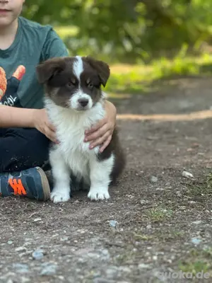 Mini Australian Shepherd Welpen