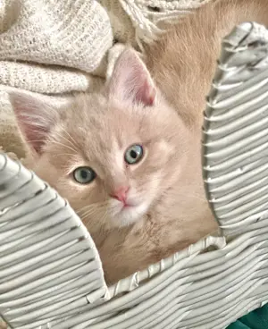 Kater zum Verkaufen ab sofort (Persermix)
