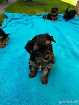 Yorkshire Terrier Welpen 