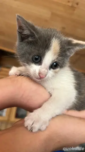 Babykätzchen 