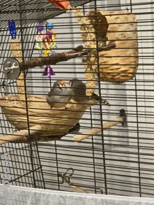 Zebrafinken - Weibchen