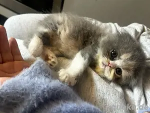 Kitten abzugeben 