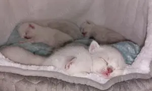Reinrassige BKH Kitten Classic Points