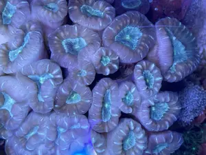 Meerwasser, Gorgonie, Euphyllia, Seriotopora ... Bild 5