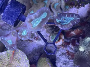 Meerwasser, Gorgonie, Euphyllia, Seriotopora ... Bild 6