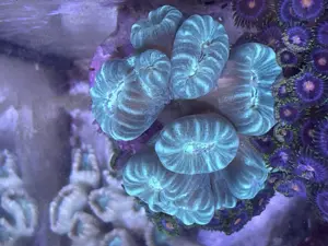 Meerwasser, Gorgonie, Euphyllia, Seriotopora ... Bild 7