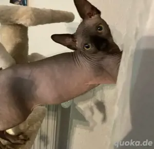 Sphynx mit Tasthaare