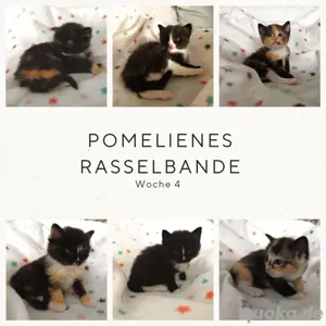 Ragdoll Katze EKH Mix Kitten Babys 