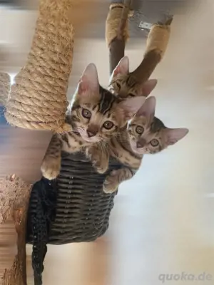 Zauberhafte Bengal Babys suchen ein neues Zuhause   inkl. Snow Bengal