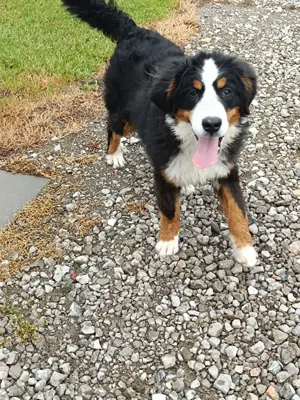 Berner Sennenhund 