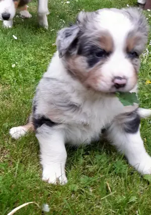 Australian Shepherd Welpen