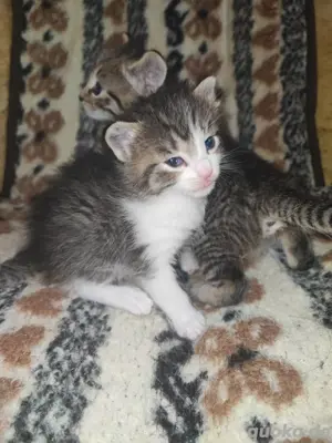 Babykatzen!!!