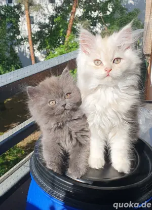 Creme Rot Perser Katerchen darf ausziehen 